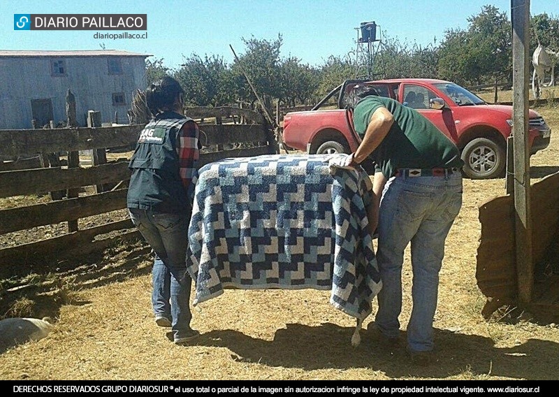 Esta tarde el SAG retiró pudú rescatado en Reumén