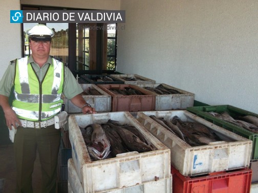 Decomisan 760 piezas de merluza transportadas ilegalmente