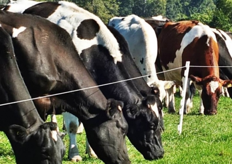 La leche presentará su peor precio histórico en los próximos meses