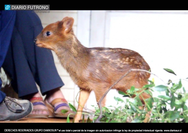 Futrono: pequeño y tierno pudú fue rescatado y alimentado por familia de Coique