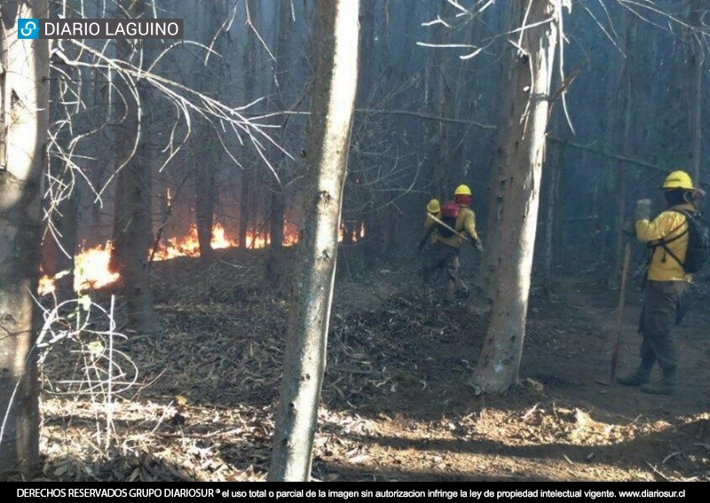 Nueva alarma de incendio en sector Cuchuy Bajo alerta a Bomberos de Los Lagos