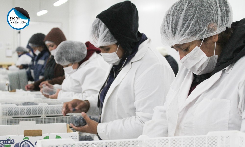 Los desafíos en la industria del arándano: producir más kilos, al mismo costo