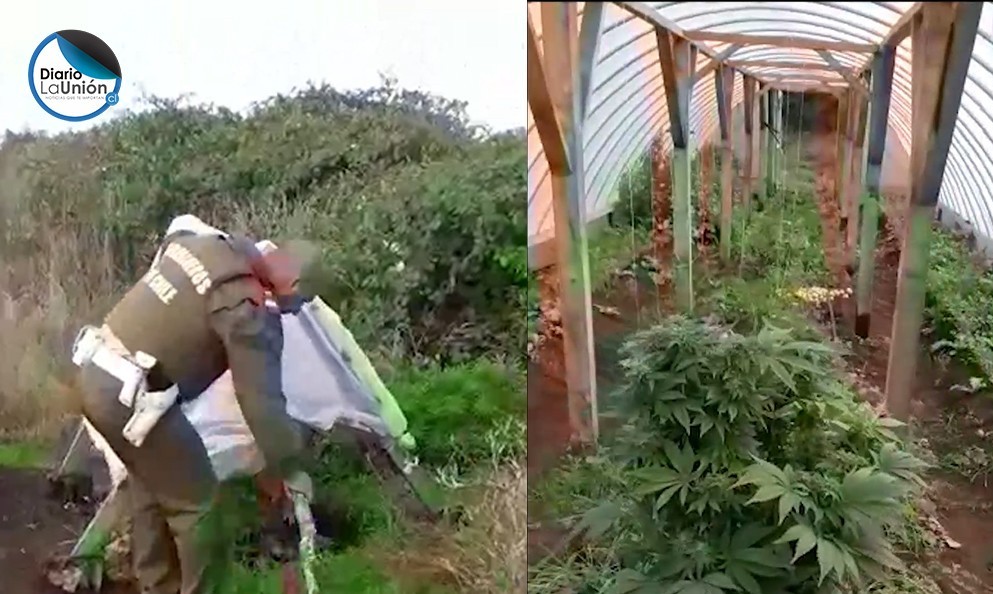 Difunden video de operativo de incautación de marihuana en sector rural de La Unión