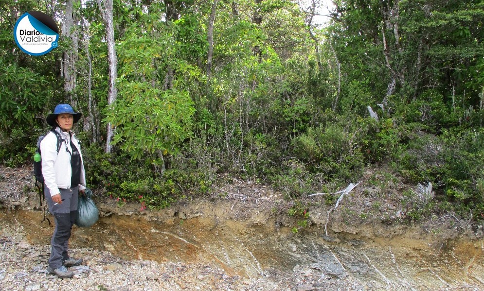 ¿Conchitas marinas en la Cordillera de la Costa? Investigación UACH explica presencia de fósiles en zonas altas