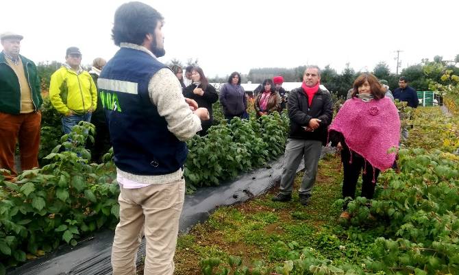 Pequeños productores de berries de Los Ríos apuestan a mejorar sus condiciones productivas