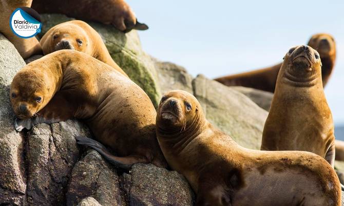 Invitan a instalar y disfrutar de la aplicación de avistamiento de fauna marina "DóndeLaViste?”