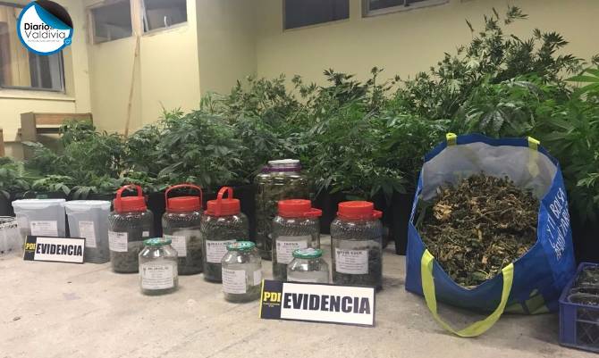 Médico e ingeniero fueron detenidos por cultivo ilegal de 101 plantas de marihuana en Valdivia