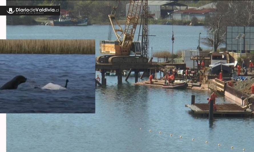 Lobos marinos desplazados por obras en la Costanera estarían atacando cisnes de cuello negro