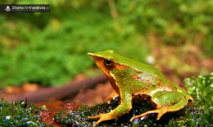 La Cuenca de Tinquilco, sobreviviente del pasado de los bosques nativos del centro sur de Chile