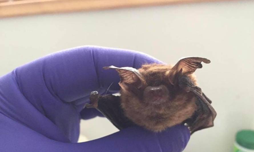 Nuevo caso de murciélago positivo a rabia en Valdivia fue confirmado por la Seremi de Salud