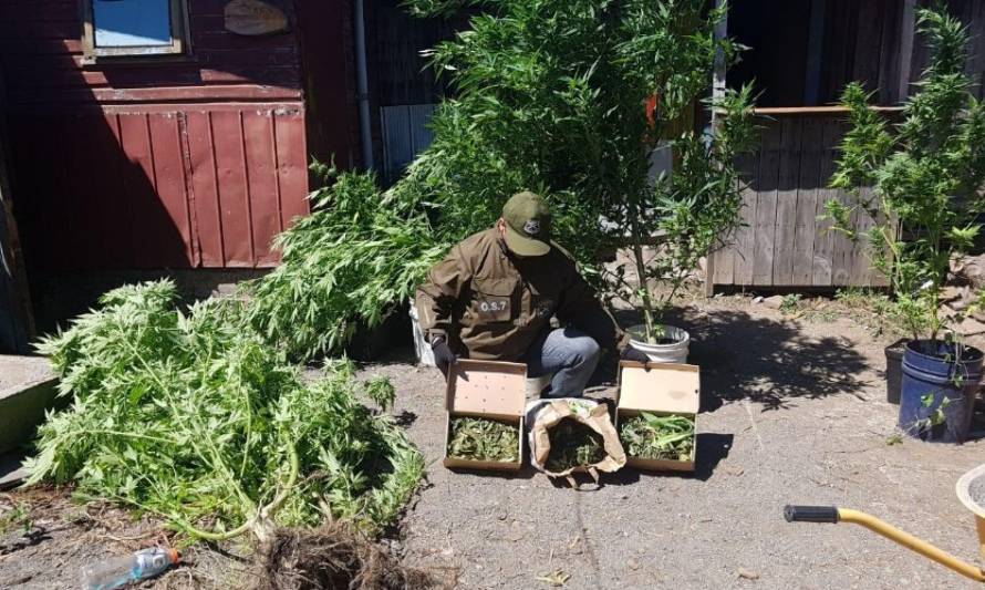 Alcanzaba para llegar a Marte: Carabineros decomisó marihuana avaluada en 8 millones de pesos