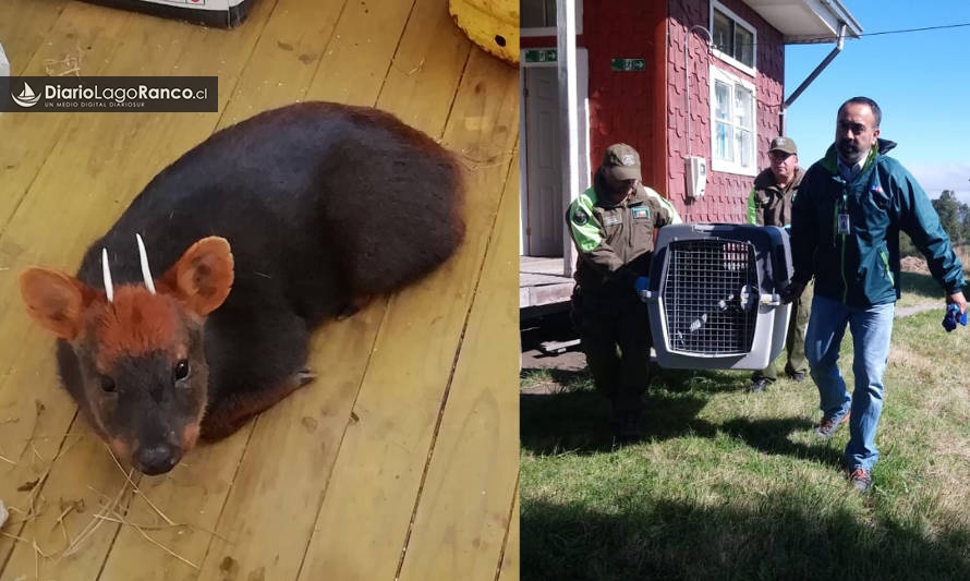 Carabineros de Riñinahue entregó un nuevo pudú al SAG: fue encontrado en Carrán Chico