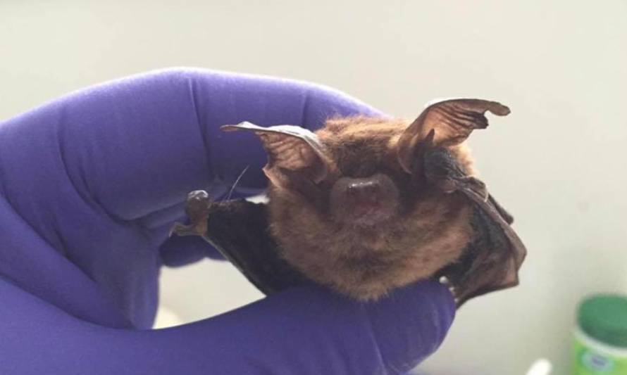 Seremi de Salud confirma sexto caso de murciélago positivo a rabia