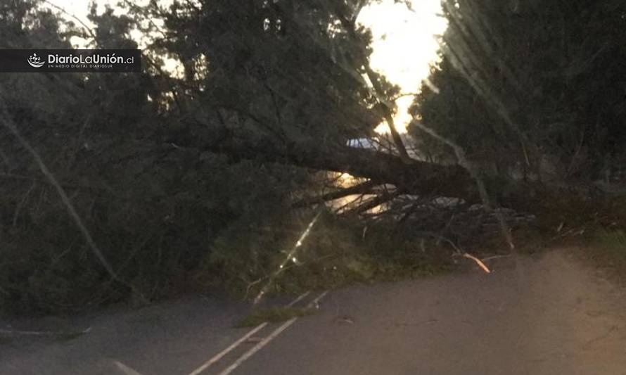 [PRECAUCIÓN] Reportan árbol caído en ruta La Unión-Puerto Nuevo