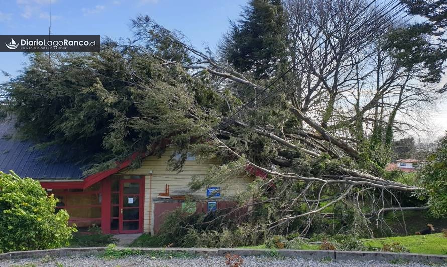 Árbol cayó sobre oficina municipal en Lago Ranco 