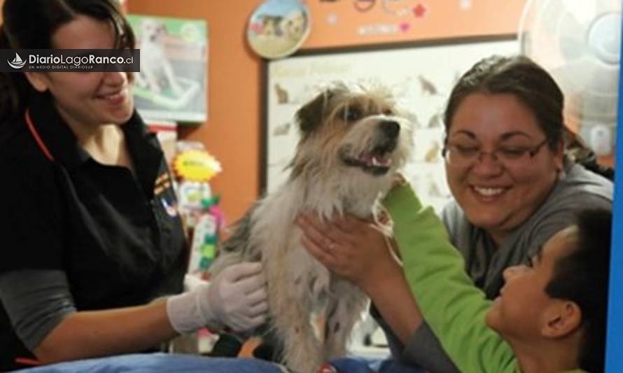 Municipio de Lago Ranco informa nuevas fechas para esterilización de mascotas