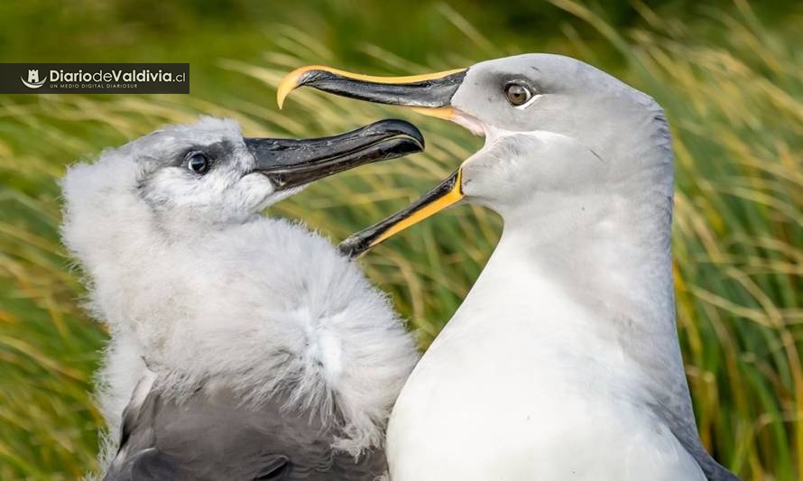 En diciembre inicia la presentación de las mejores fotografías del concurso Ojo de Pez 2019