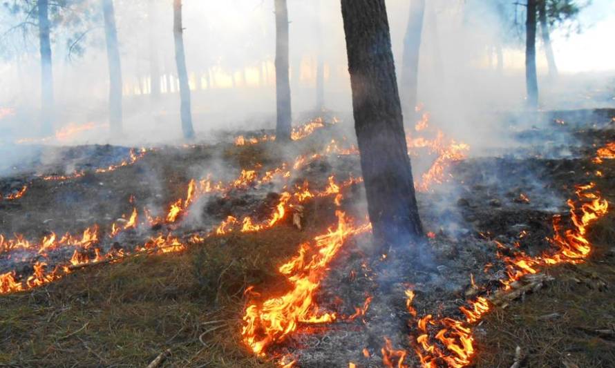 Declaran Alerta Temprana Preventiva en Los Ríos por amenaza de incendio forestal