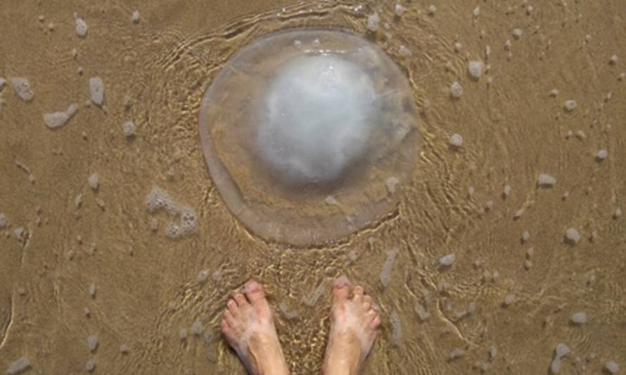 2 menores fueron picados por medusas en la playa de Niebla