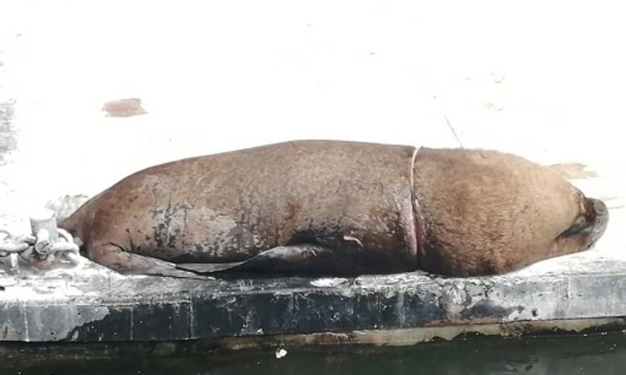 Rescatan a lobo marino con cuerda incrustada en su cuerpo