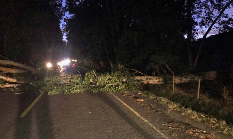 Precaución conductores: árbol caído obstruye ruta San Pedro-Puerto Nuevo