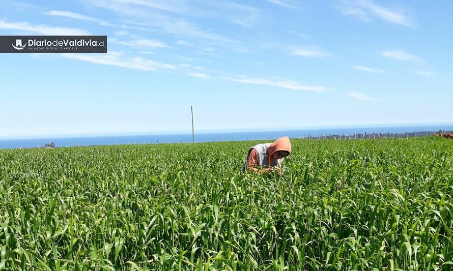 Científicos explican cómo algunas bacterias podrían incrementar la agresividad de una plaga de los cereales 