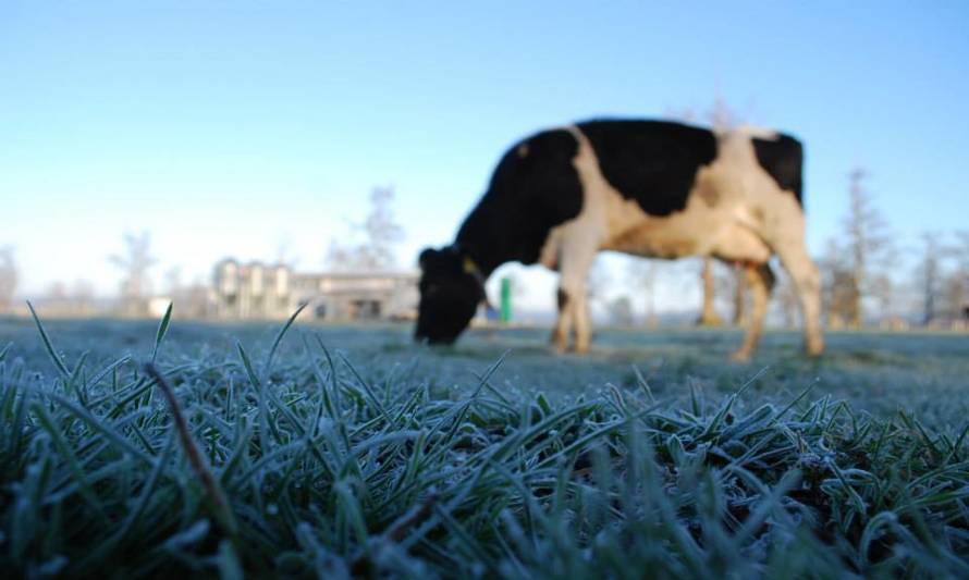 Especialista del INIA entrega recomendaciones para el manejo de la pradera en la época invernal