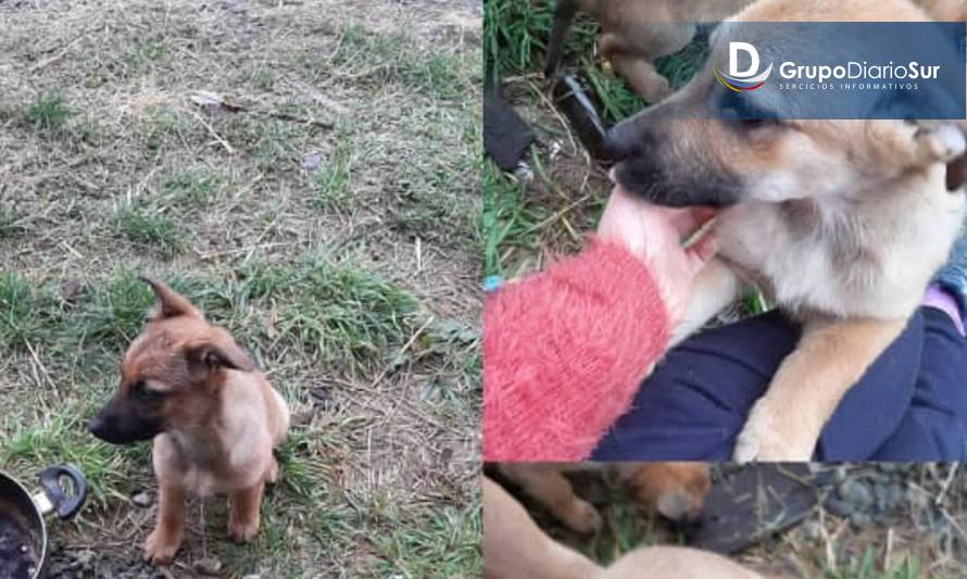 Vecinos indignados: Tres perritas murieron tras ser envenenadas 