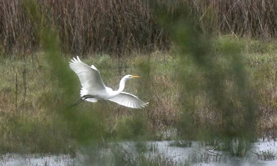 Equipos de 5 regiones participaron avistando aves en el Pajareo Extremo 2021