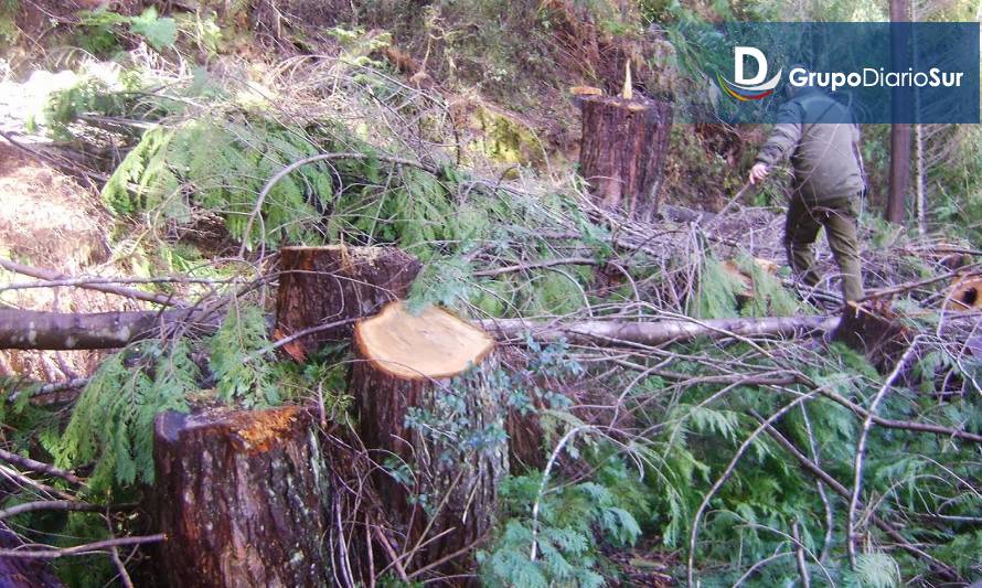 Millonaria sentencia por tala ilegal de bosque nativo en Futrono