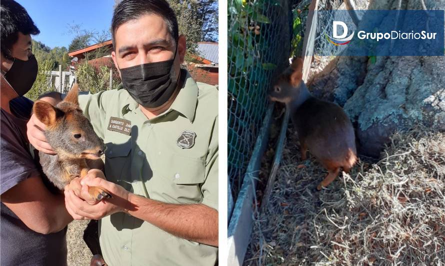 SAG y Carabineros de Neltume liberaron a pudú perdida