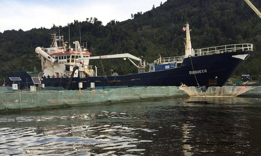 Camanchaca asegura que en 48 horas concluirá con el retiro de mortalidad de salmones desde el fiordo Comau