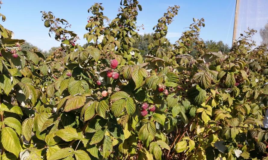 Con curso de manejo integrado de plagas INIA busca controlar avance de Drosophila suzukii en frutales