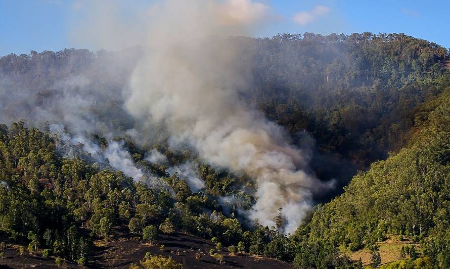 Incendios forestales se redujeron en un 60% durante este último verano