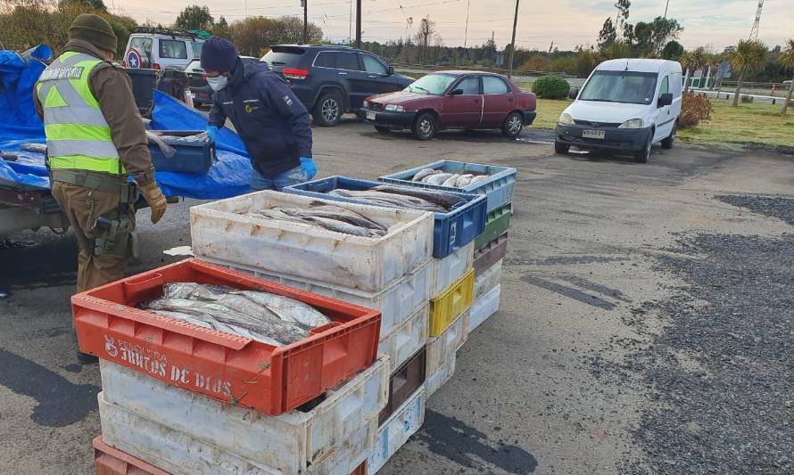 Sorprenden a camión que se dirigía a Santiago con cargamento de pesca ilegal