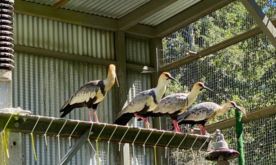 Saesa y la UACh realizan estudio para minimizar accidentes de aves con instalaciones de transmisión