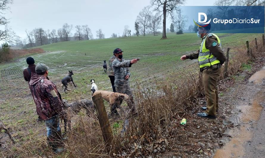 Carabineros detuvo a personas que cazaban liebres con perros galgos