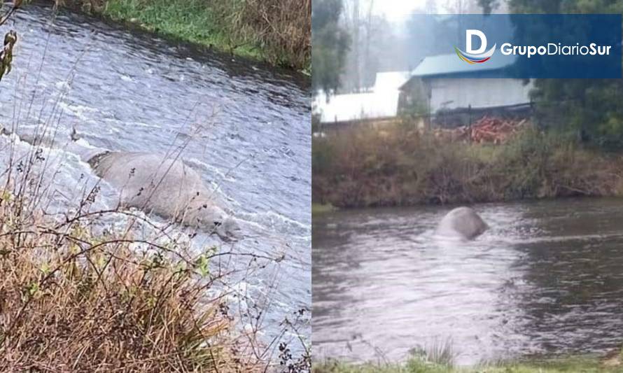 Nuevo avistamiento de elefante marino en Los Lagos