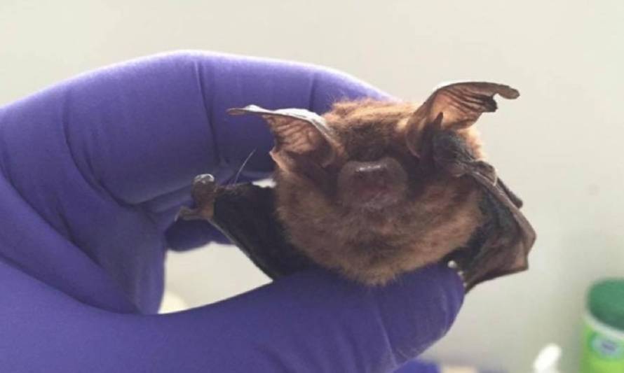 Detectan noveno caso de murciélago con rabia en la región