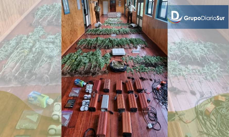 En Río Bueno detienen a mujer que cultivaba y procesaba marihuana