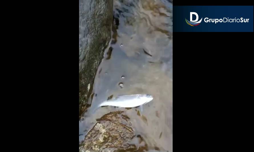Ingresan denuncia ambiental por mortandad de peces en río Nilahue 
