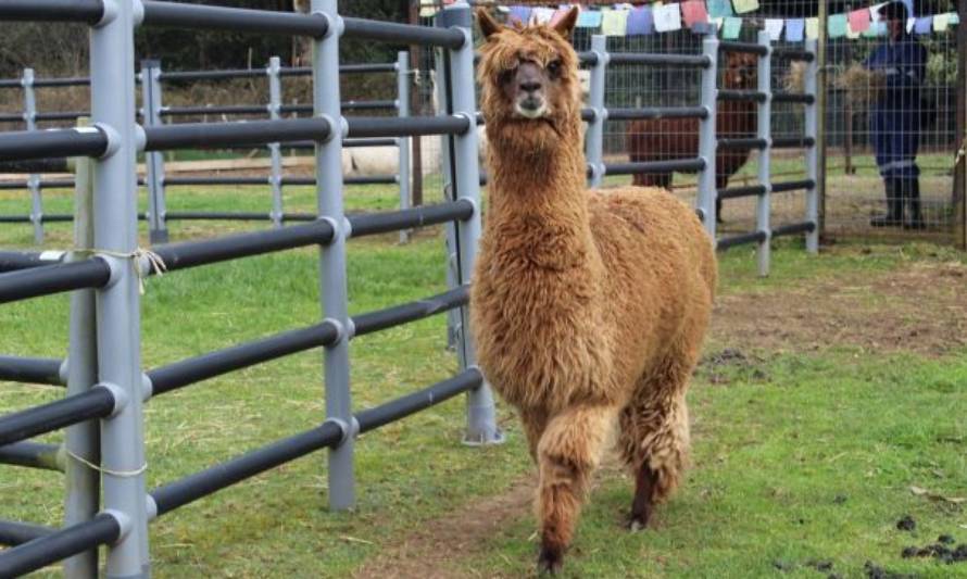Investigadores UACh aseguran que anticuerpos de alpacas desactivan COVID "de forma irreversible" 