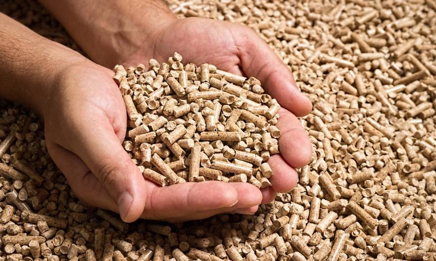 Estudio demuestra consolidación del mercado de pellet en Valdivia