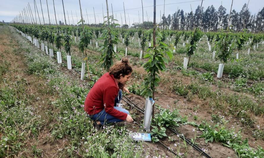 Encuestadores recorren la región para levantar información del Catastro Frutícola 2022 