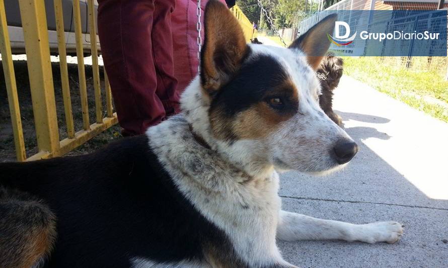 Trabajan por la tenencia responsable de mascotas en Lago Ranco