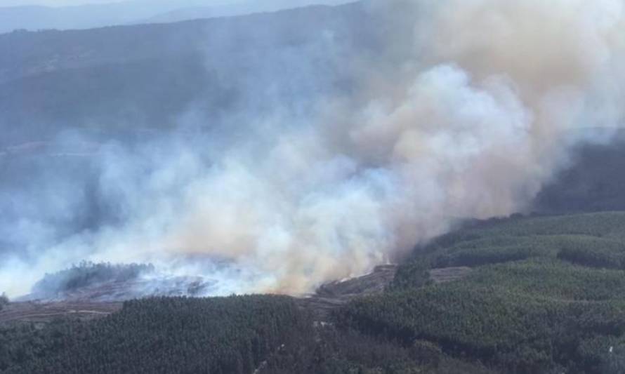 Conoce el estado actual de los incendios forestales en Paillaco, La Unión Y Panguipulli