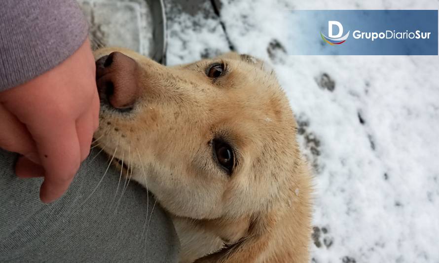 Perrito Timy de Futrono está en su casa y nunca fue abandonado