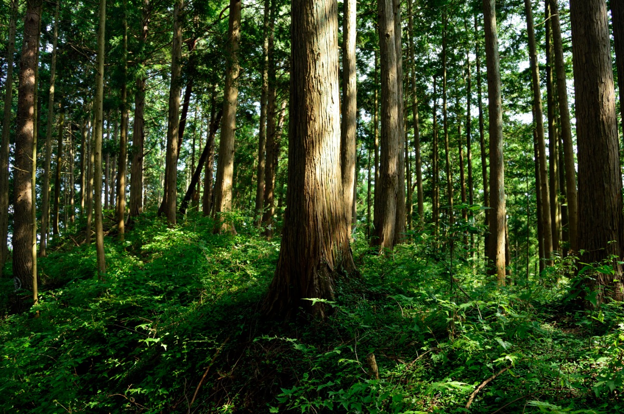 Proyecto Fondecyt UAI busca identificar el momento crítico en que el cambio climático impactará bosques y recursos hídricos