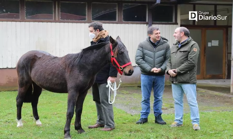 UACh tendrá el primer criadero universitario de caballos de raza chilena del país