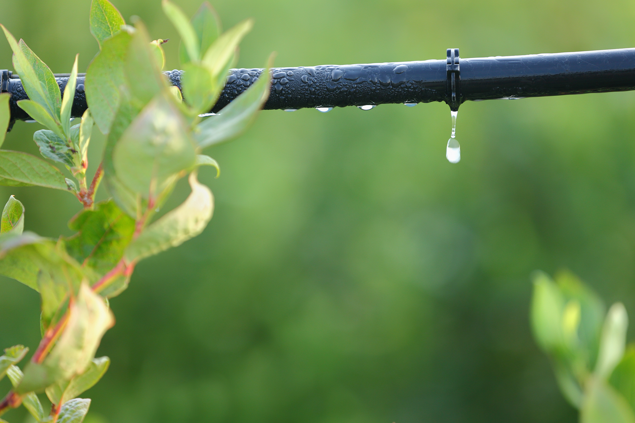 Proyecto de investigación UAI busca solucionar el problema de las aguas contaminadas con nitratos en zonas rurales